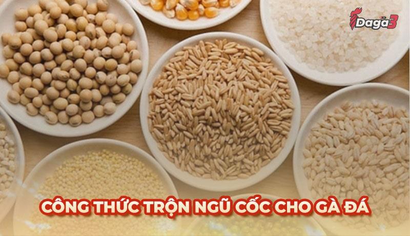 Top 4 công thức ngũ cốc cho gà đá và các lưu ý cần nhớ